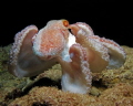   Octopus hunt night dive Frederiksted Pier St. Croix US Virgin Islands St  